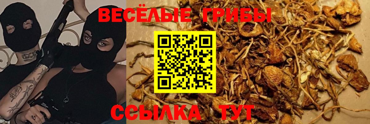 Псилоцибиновые грибы Psilocybe Переславль-Залесский