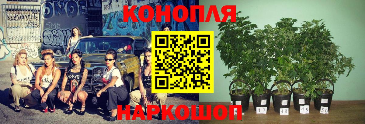 Каннабис сатива Переславль-Залесский